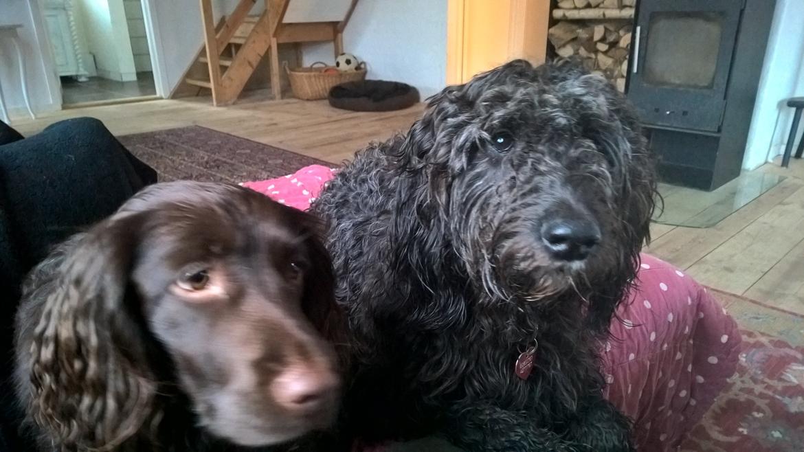 Blanding af racer Merle billede 21