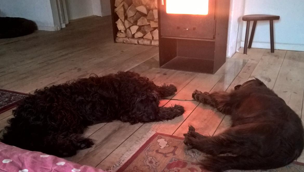 Blanding af racer Merle billede 22