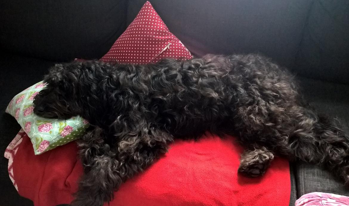 Blanding af racer Merle billede 23