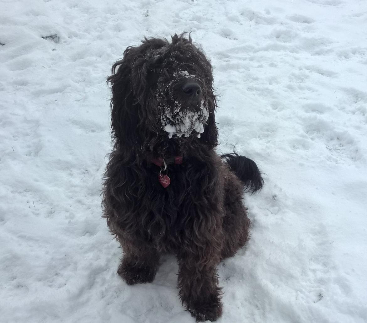 Blanding af racer Merle billede 24