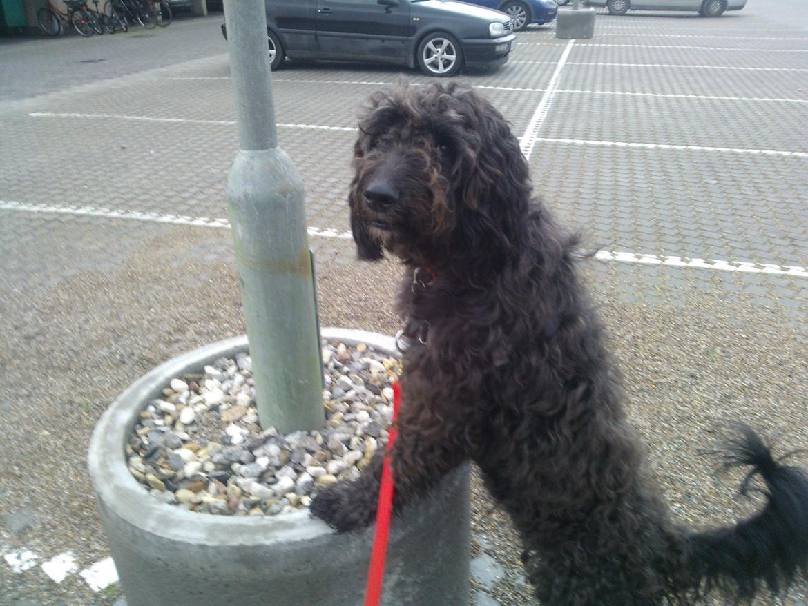 Blanding af racer Merle billede 15