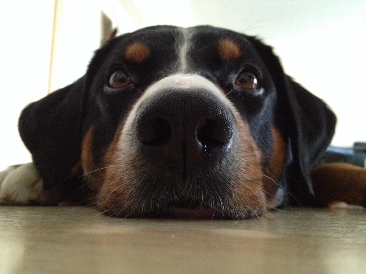 Appenzeller sennenhund Czekko Von Hirten billede 12