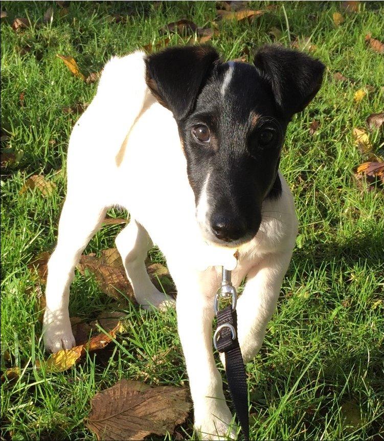 Glathåret foxterrier Charlie billede 9