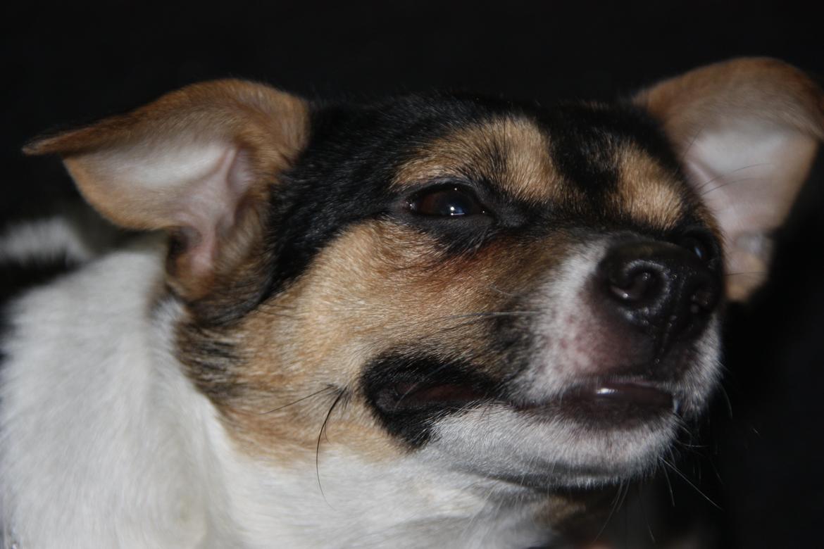 Blanding af racer Chino billede 43