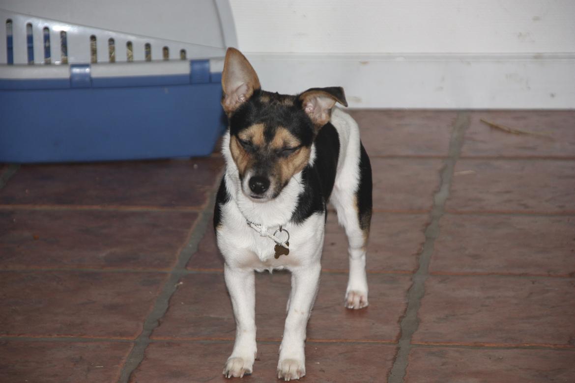 Blanding af racer Chino billede 44