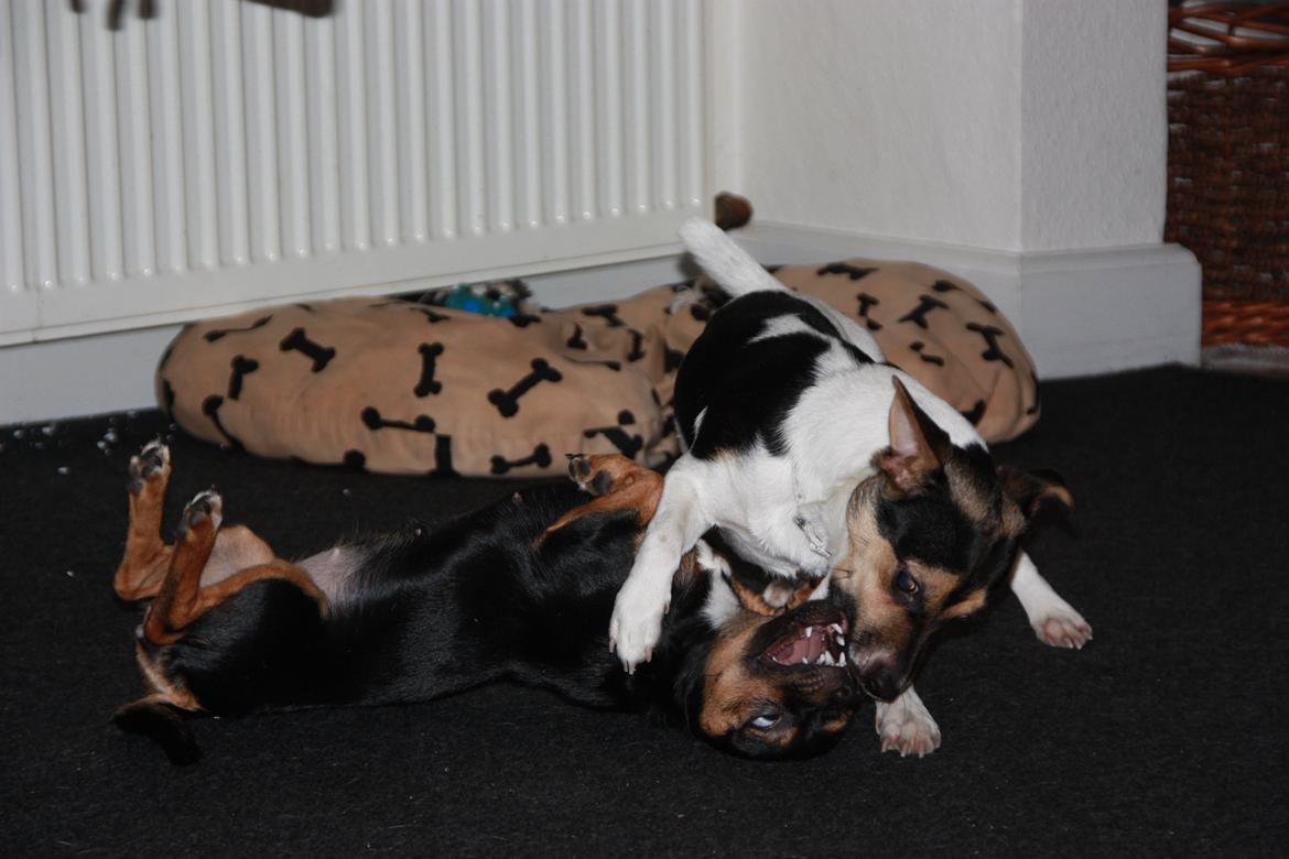 Blanding af racer Chino billede 45