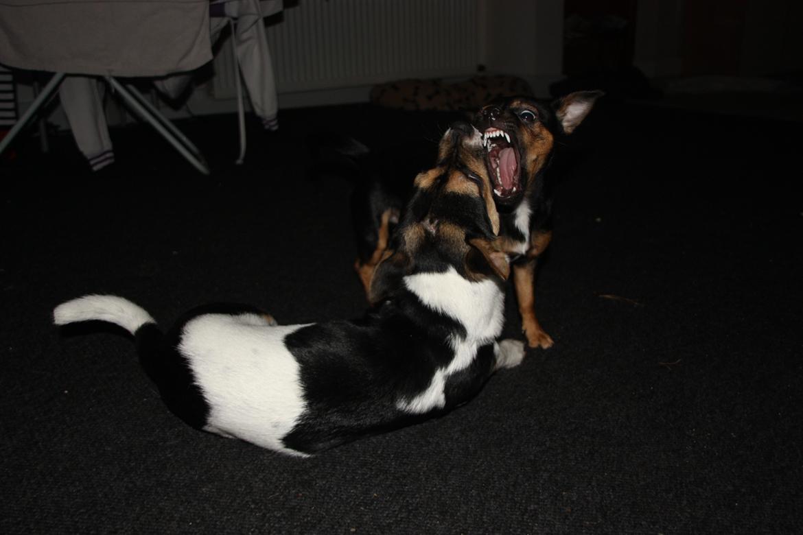 Blanding af racer Chino billede 47