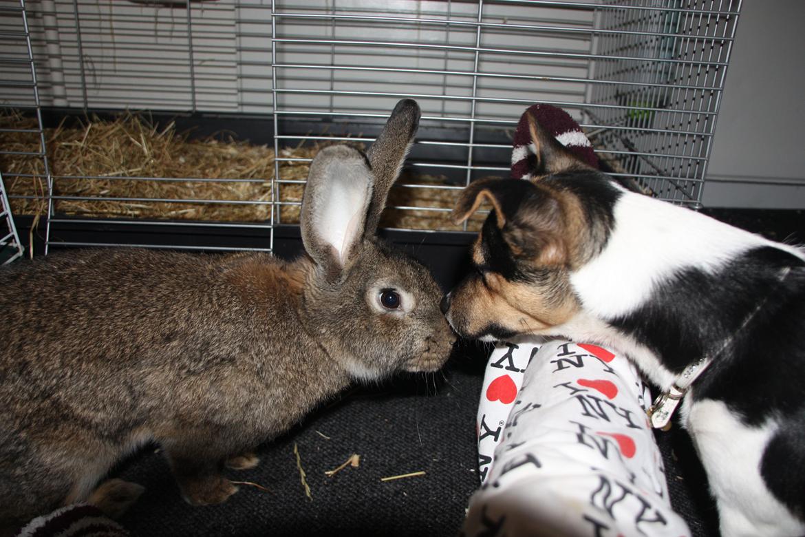 Blanding af racer Chino billede 46