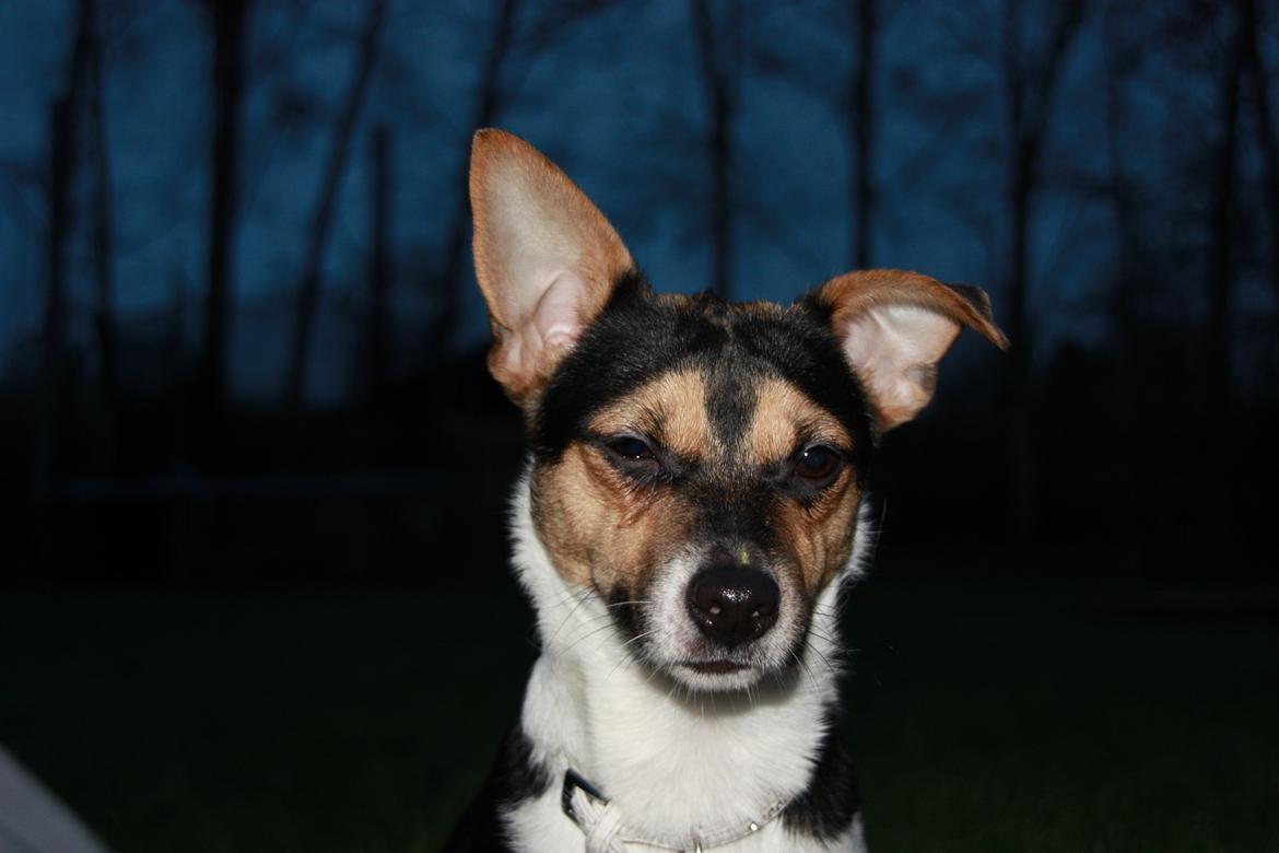 Blanding af racer Chino billede 1