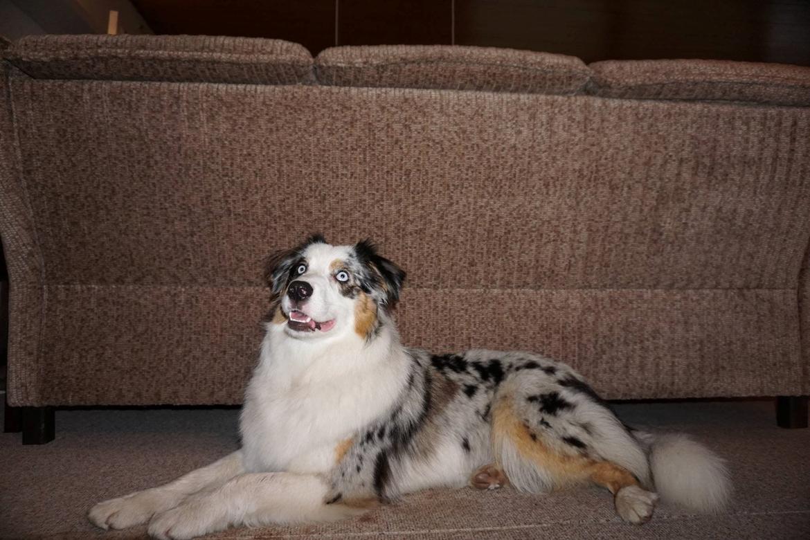 Australian shepherd Mahuna's Heart and Soul - Medina 1 year billede 21