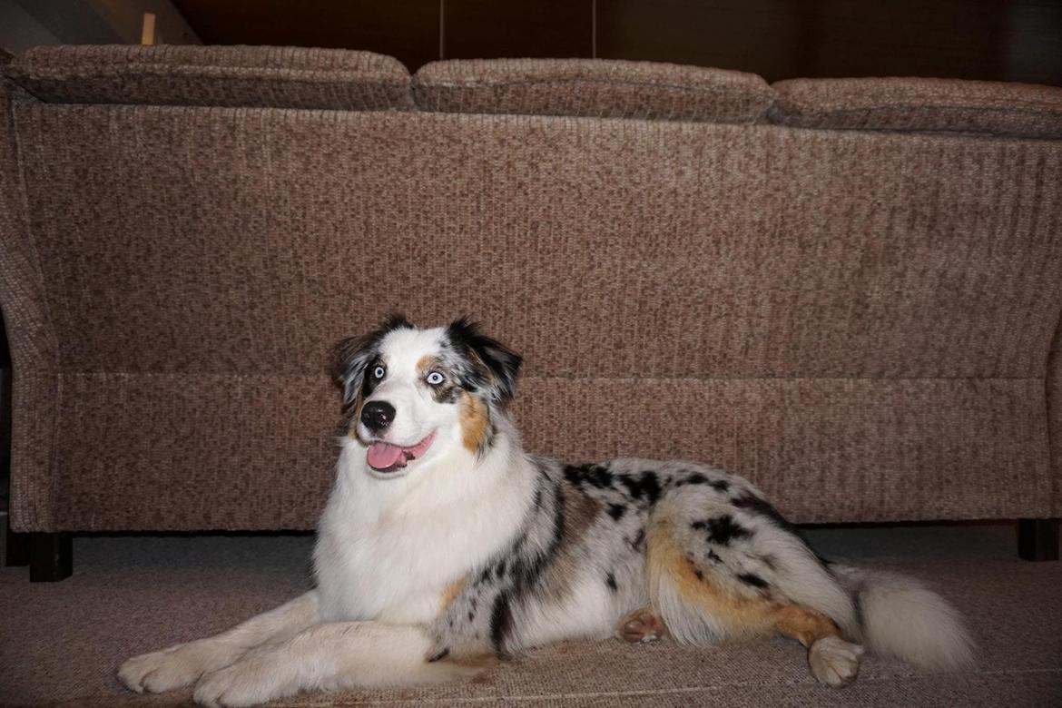 Australian shepherd Mahuna's Heart and Soul - Medina 1 year billede 24