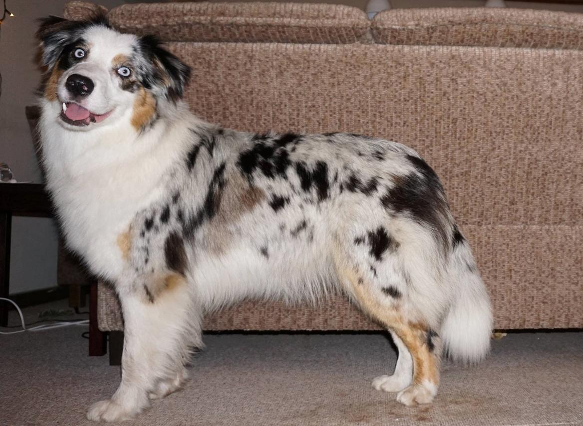 Australian shepherd Mahuna's Heart and Soul - Medina 1 year billede 26