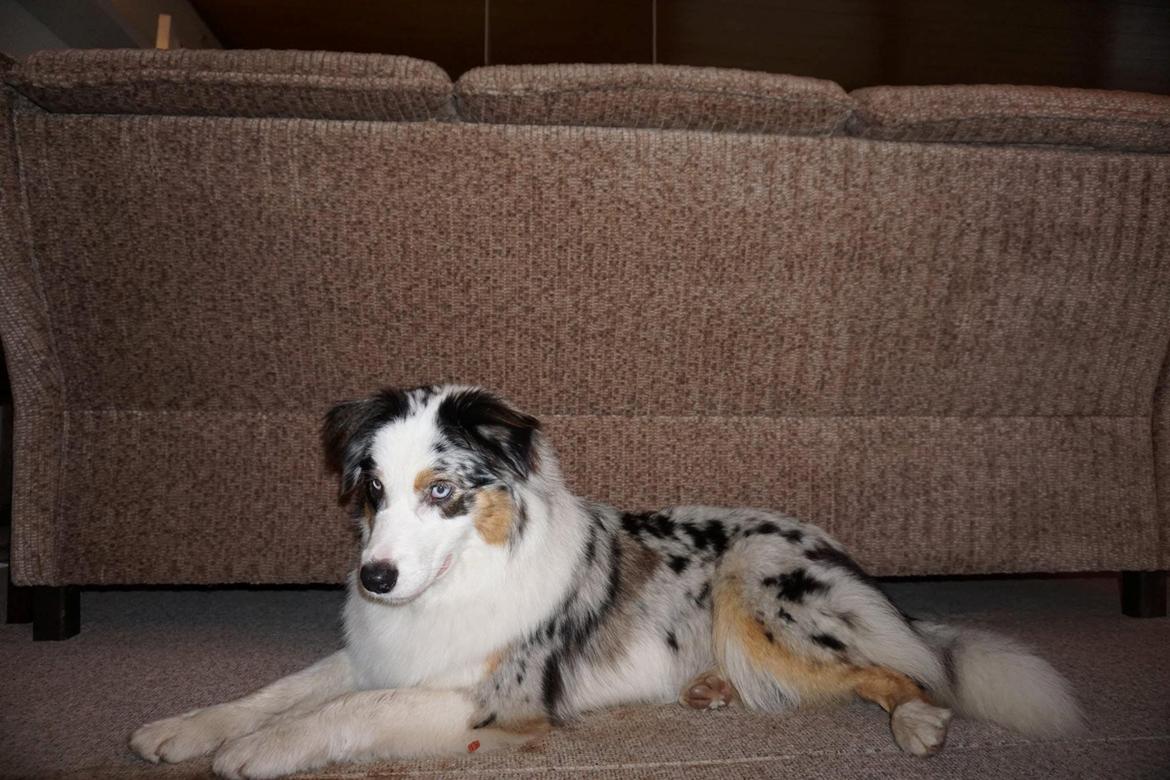 Australian shepherd Mahuna's Heart and Soul - Medina 1 year billede 23