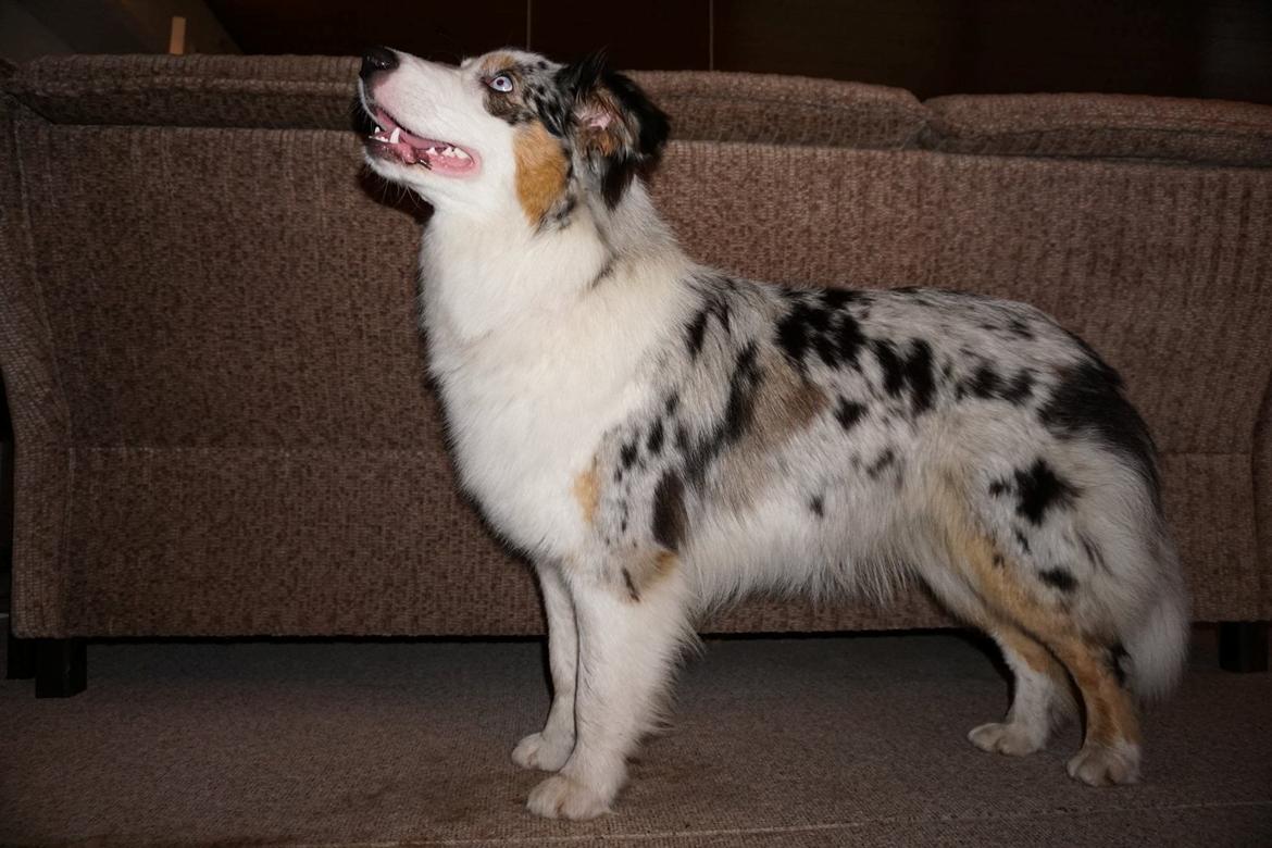 Australian shepherd Mahuna's Heart and Soul - Medina 1 year billede 28