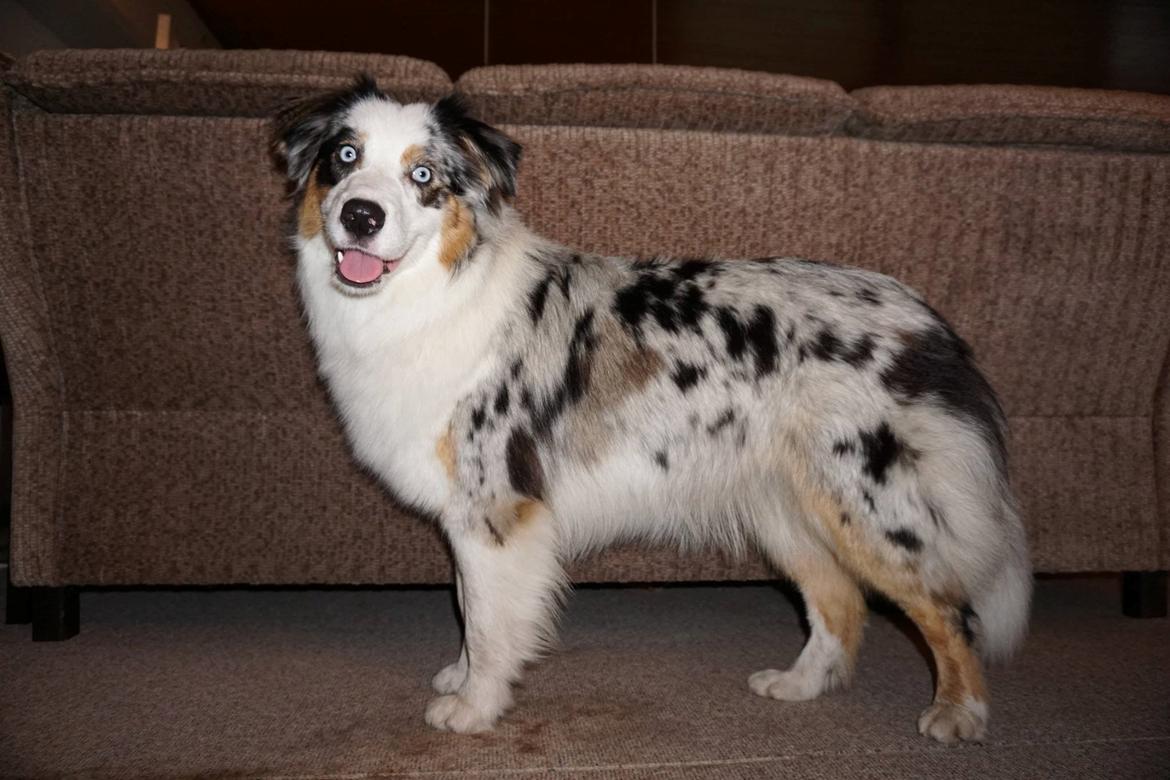 Australian shepherd Mahuna's Heart and Soul - Medina 1 year billede 27