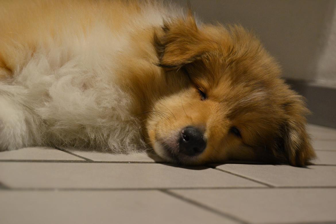 Collie langhåret Aika billede 7