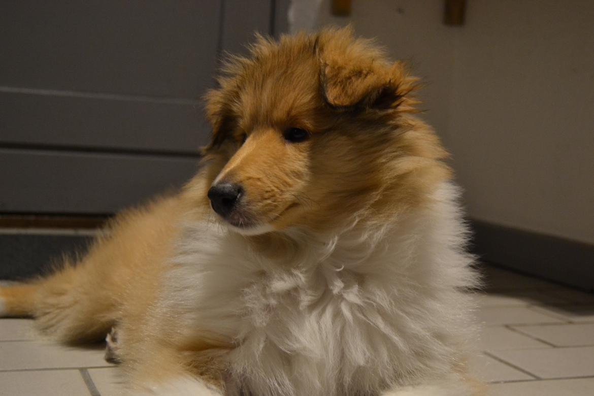 Collie langhåret Aika billede 8