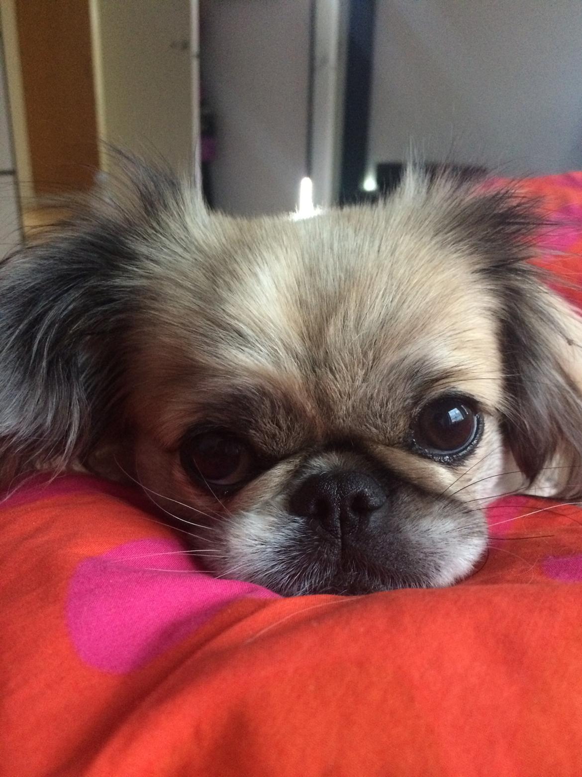 Pekingeser Mille billede 6