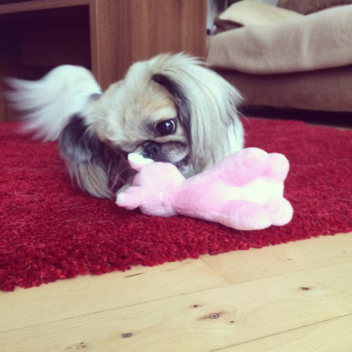 Pekingeser Mille billede 7