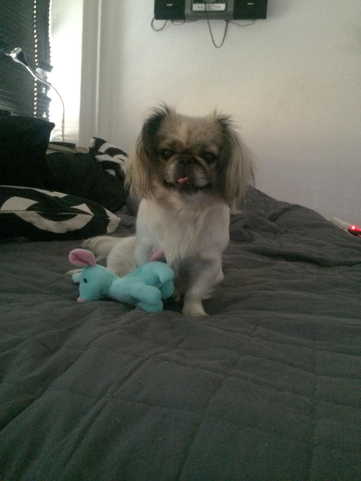 Pekingeser Mille billede 8