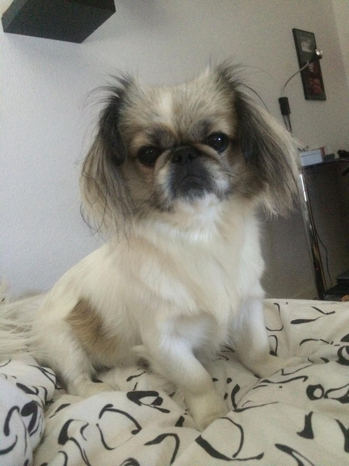 Pekingeser Mille billede 9