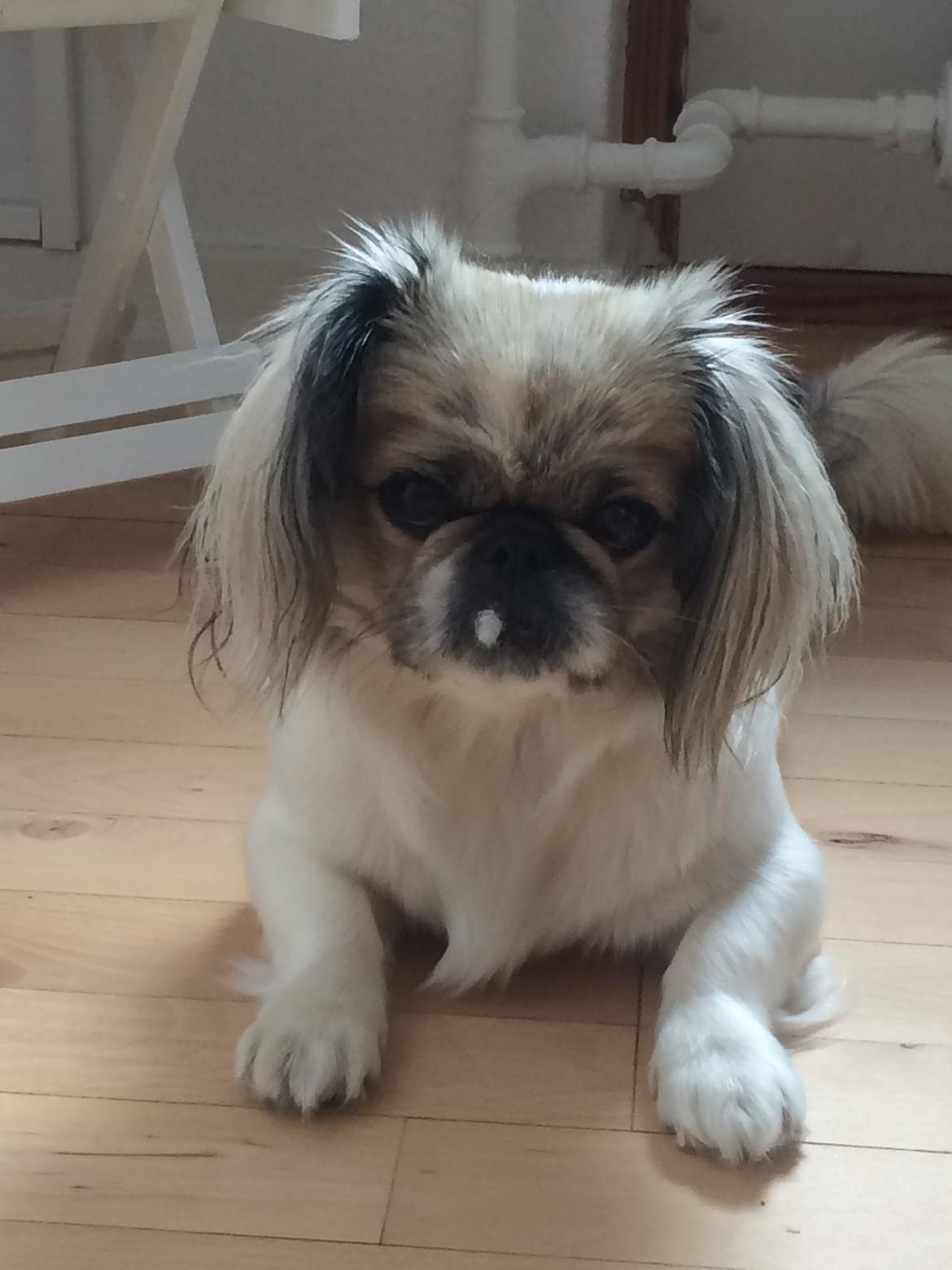 Pekingeser Mille billede 1