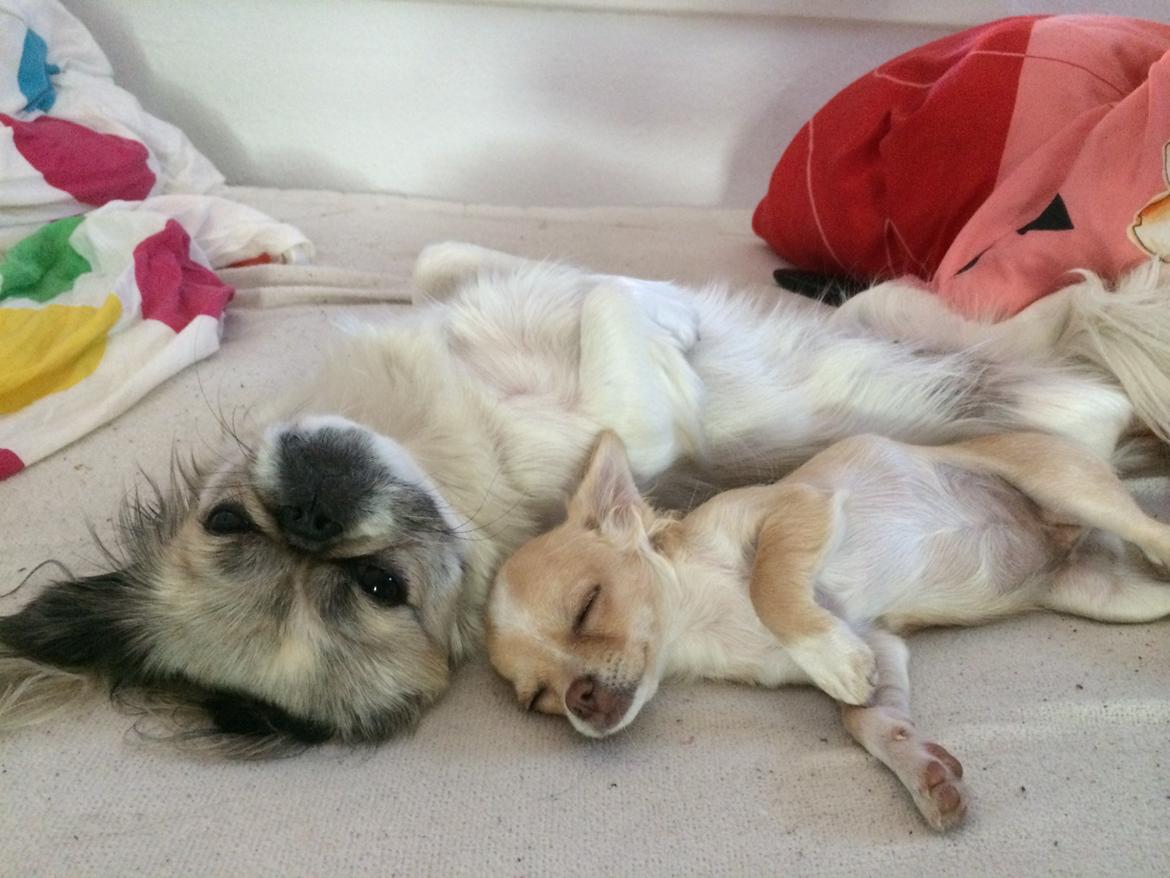 Pekingeser Mille billede 10