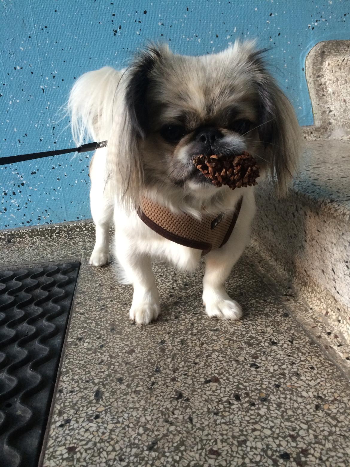 Pekingeser Mille billede 2