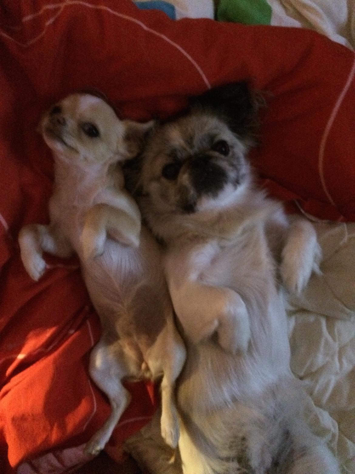 Pekingeser Mille billede 12