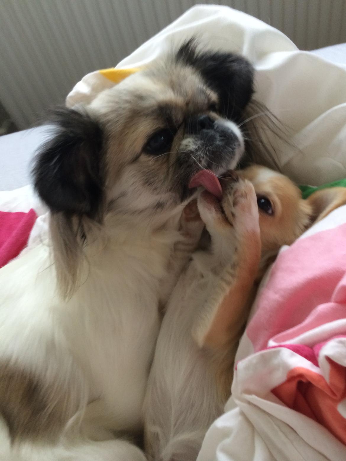 Pekingeser Mille billede 13