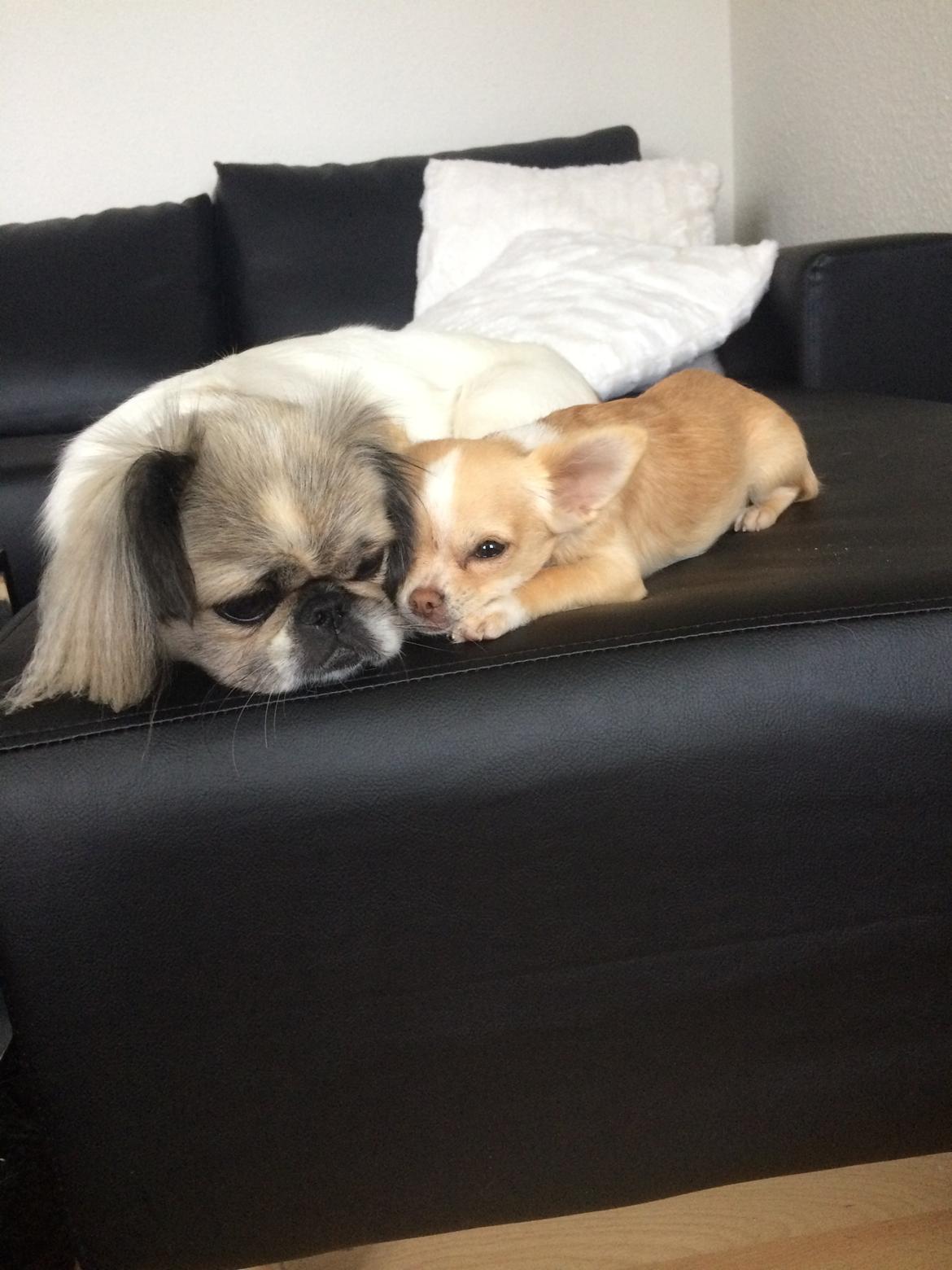 Pekingeser Mille billede 5