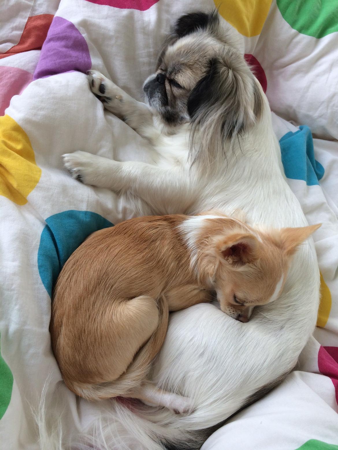 Pekingeser Mille billede 14