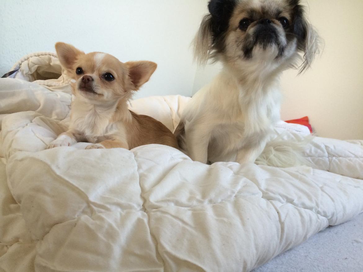 Pekingeser Mille billede 15