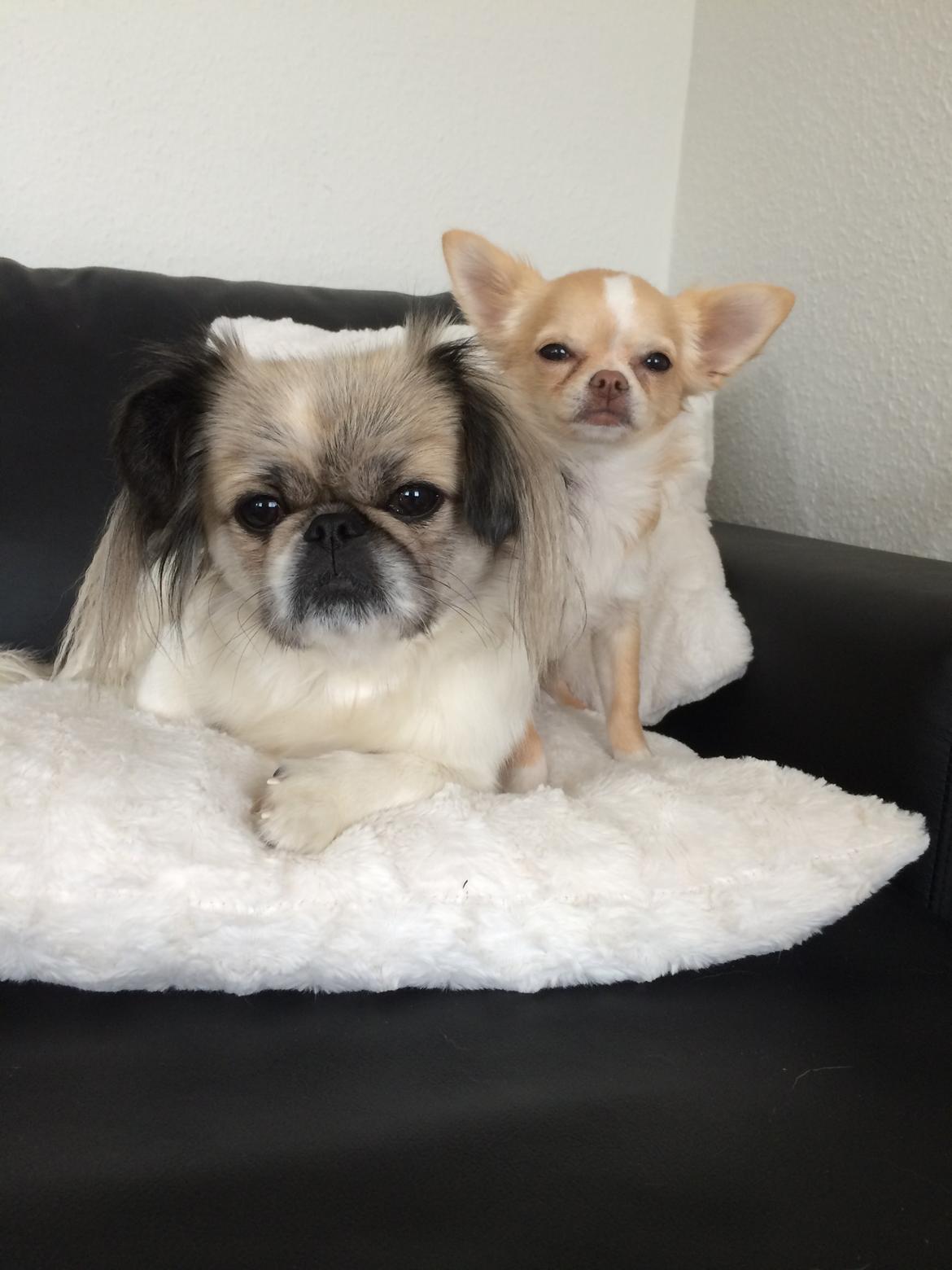 Pekingeser Mille billede 4