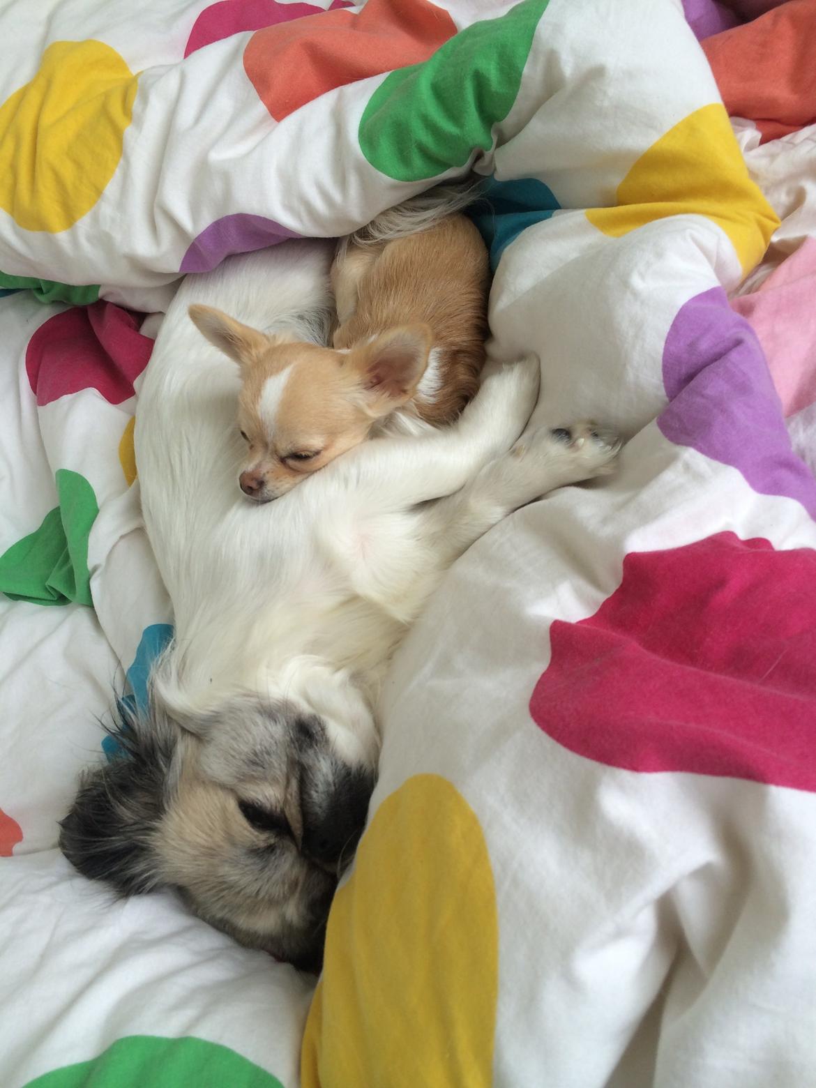 Pekingeser Mille billede 16