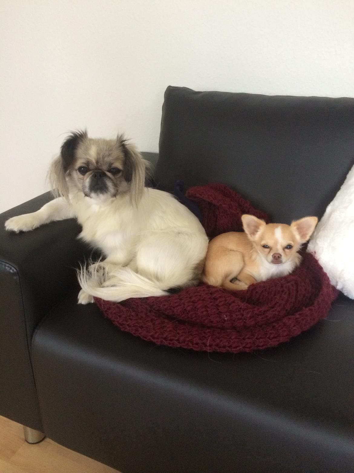 Pekingeser Mille billede 17