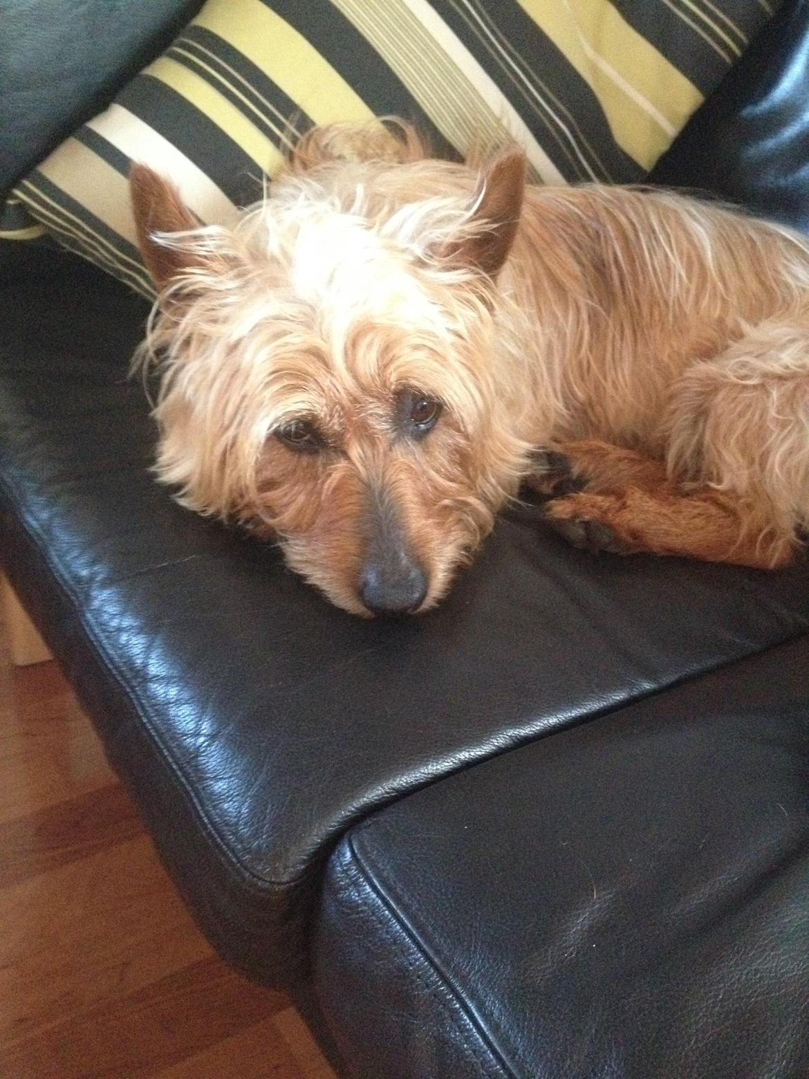 Australsk terrier Rumle Quick (Quick) billede 16