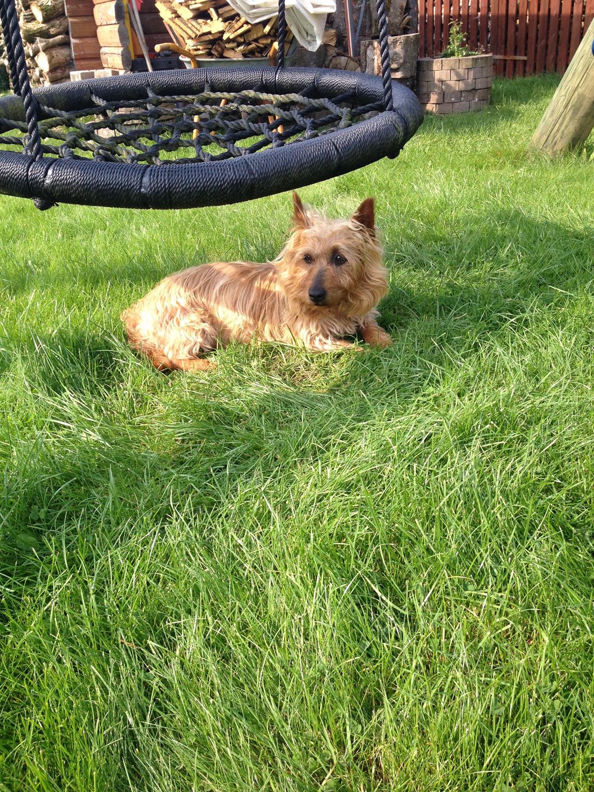 Australsk terrier Rumle Quick (Quick) billede 17