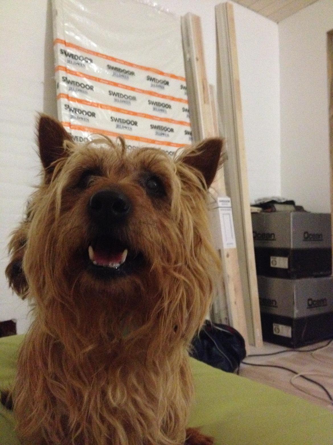 Australsk terrier Rumle Quick (Quick) - Velkommen til Quicks profil billede 1