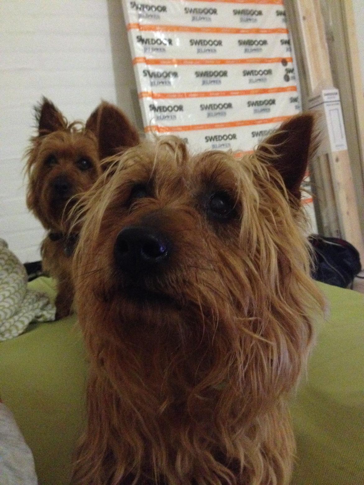 Australsk terrier Rumle Quick (Quick) billede 18