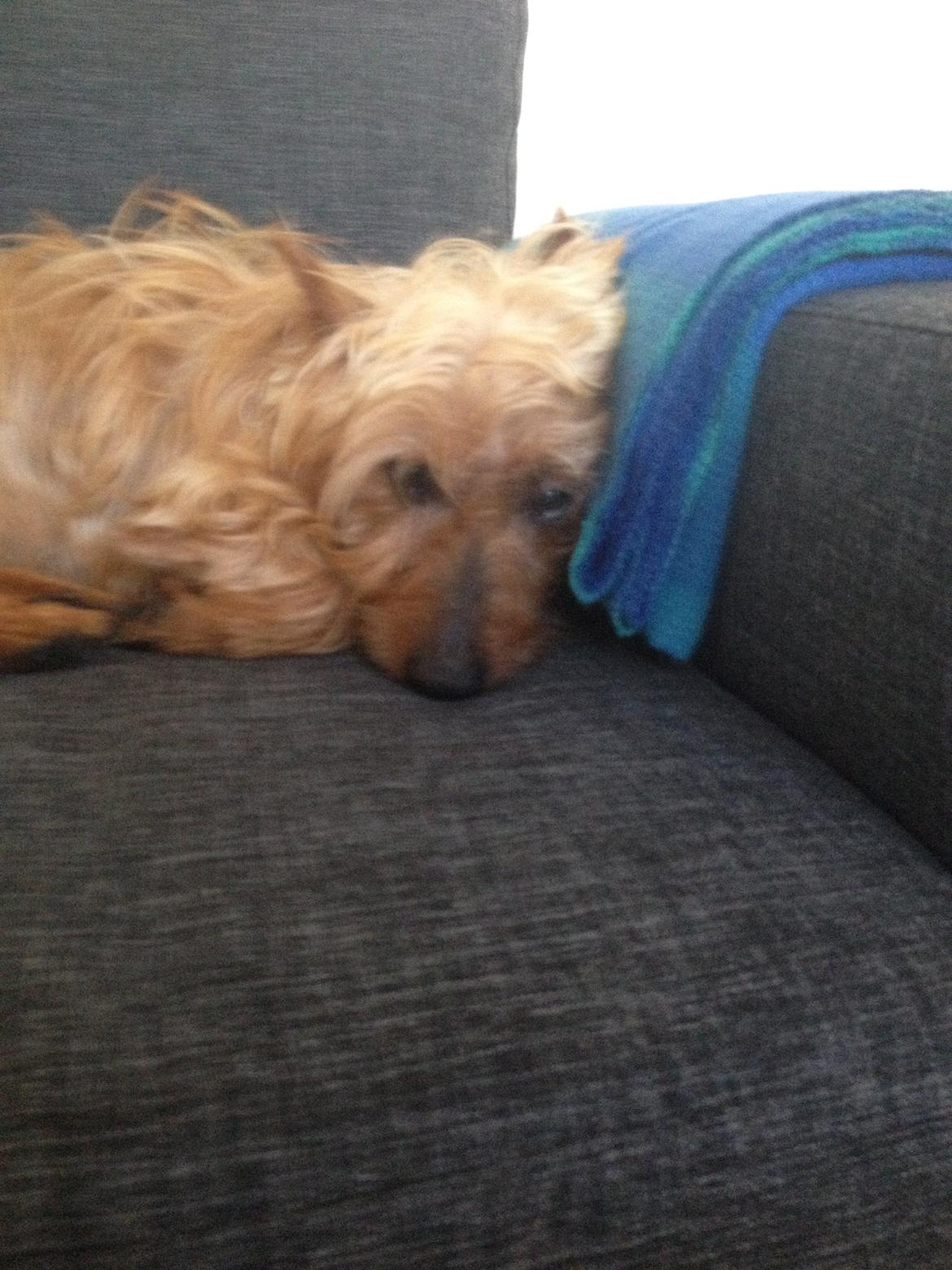 Australsk terrier Rumle Quick (Quick) billede 19