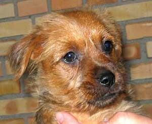 Australsk terrier Rumle Quick (Quick) billede 20