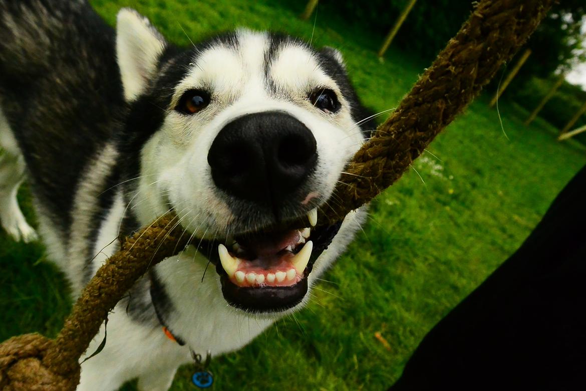 Siberian husky Bobski' - 30 Maj 2014 billede 8