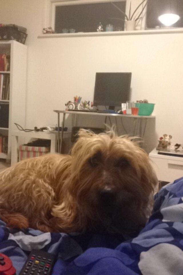 Australsk terrier Rumle Quick (Quick) billede 21