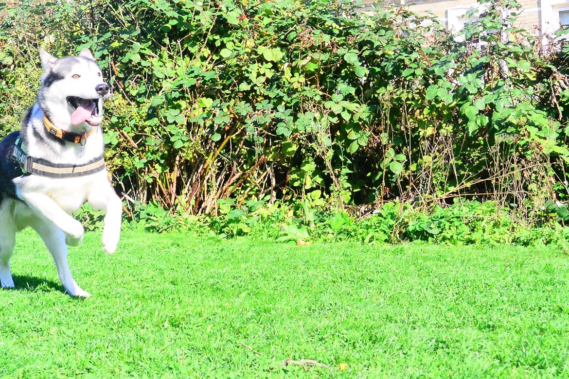 Siberian husky Bobski' - 8 Oktober 2014 billede 6