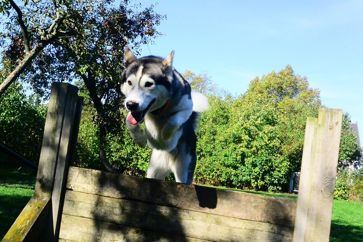 Siberian husky Bobski' - 8 Oktober 2014 billede 7