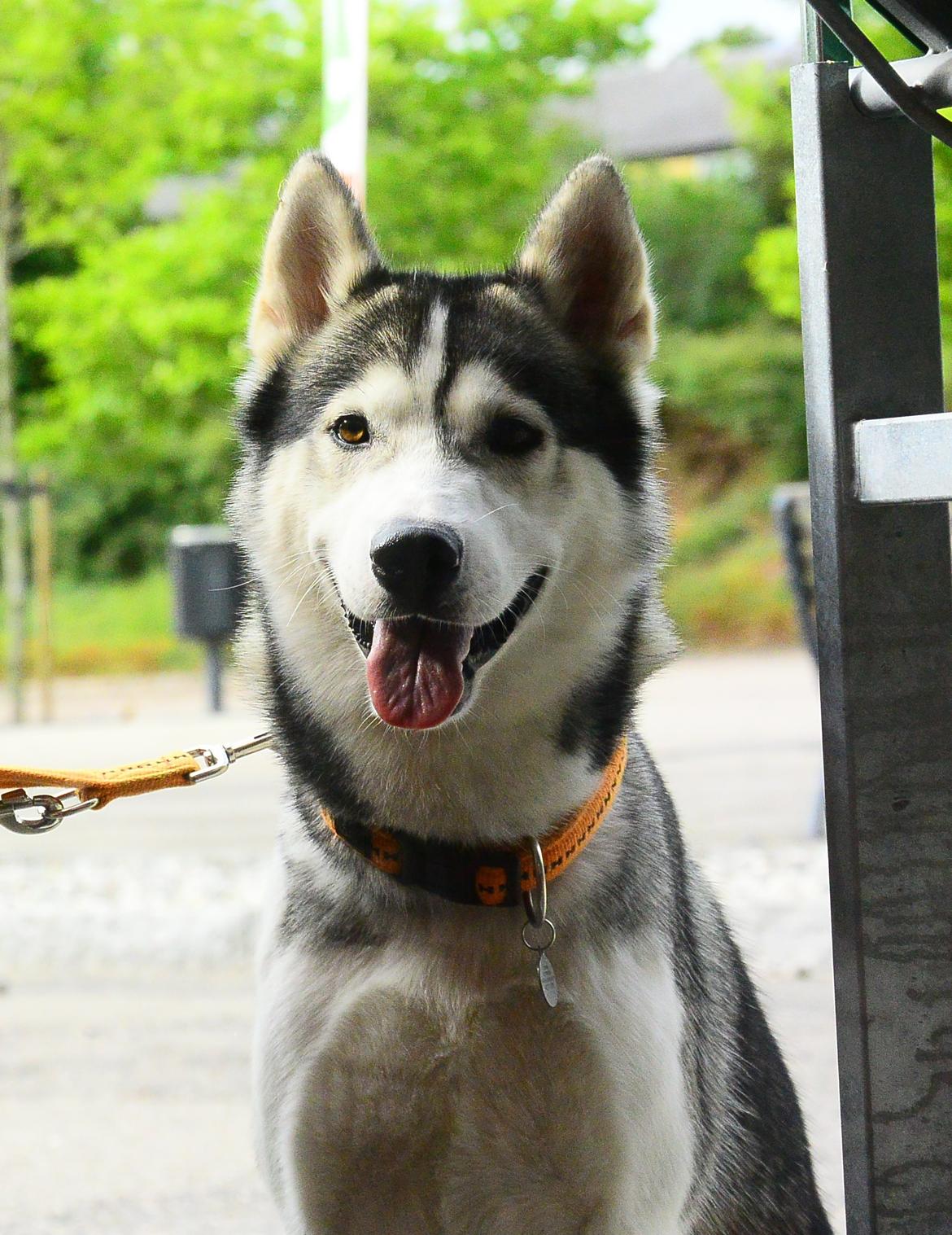 Siberian husky Bobski' - 16 August 2014 billede 5