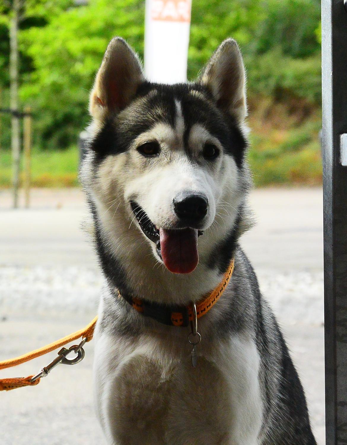 Siberian husky Bobski' - 16 August 2014 billede 4