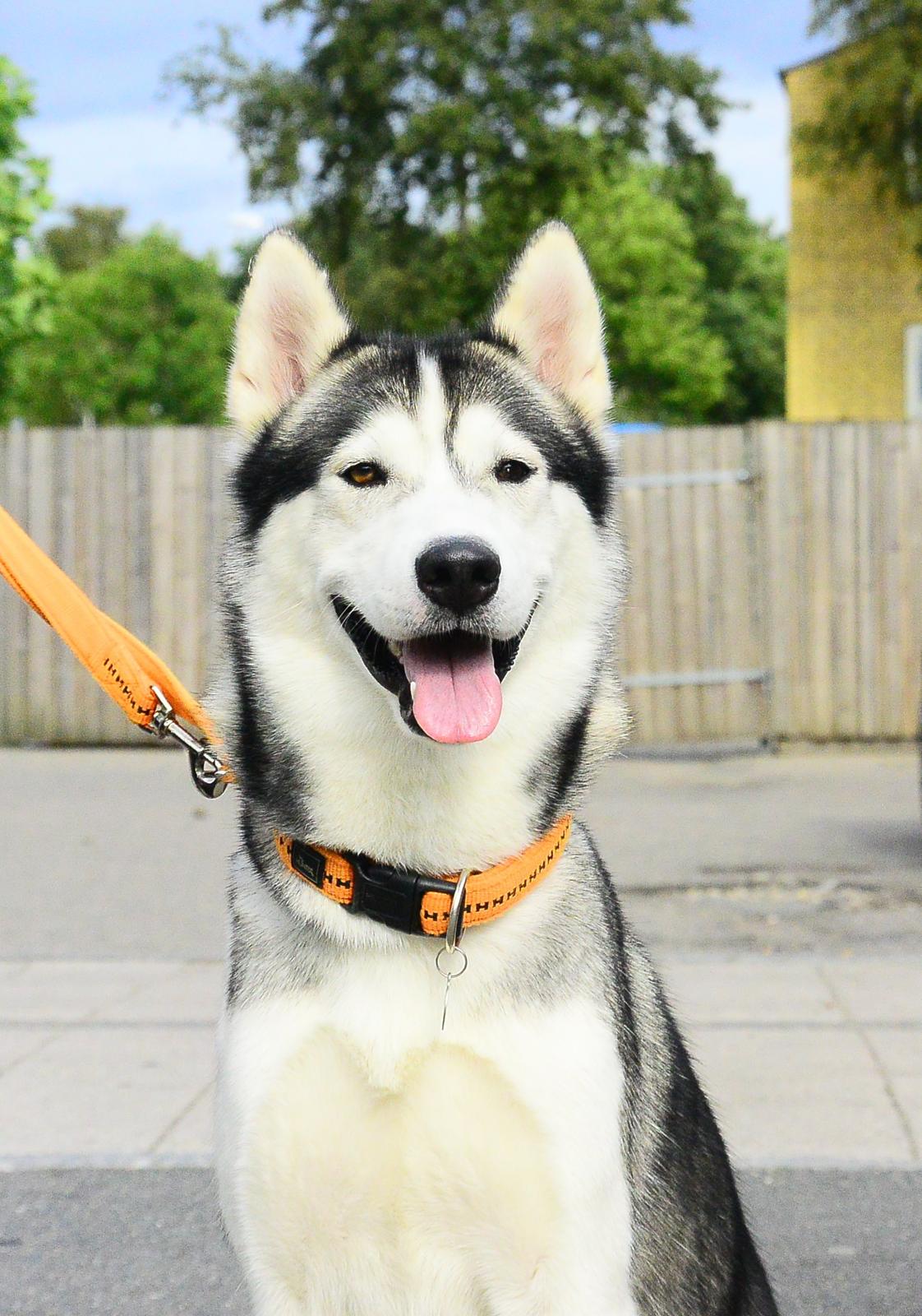 Siberian husky Bobski' - 16 August 2014 billede 3