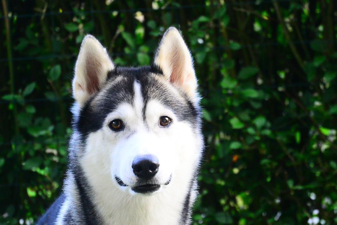 Siberian husky Bobski' - 8 Oktober 2014 billede 2